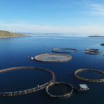 The Secrets Behind Sustainable Fish Farming in Greece