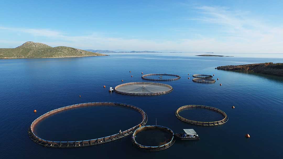 Read more about the article The Secrets Behind Sustainable Fish Farming in Greece