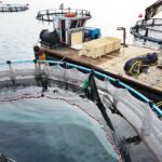 From Sea to Table: The Journey of Greek Farmed Fish