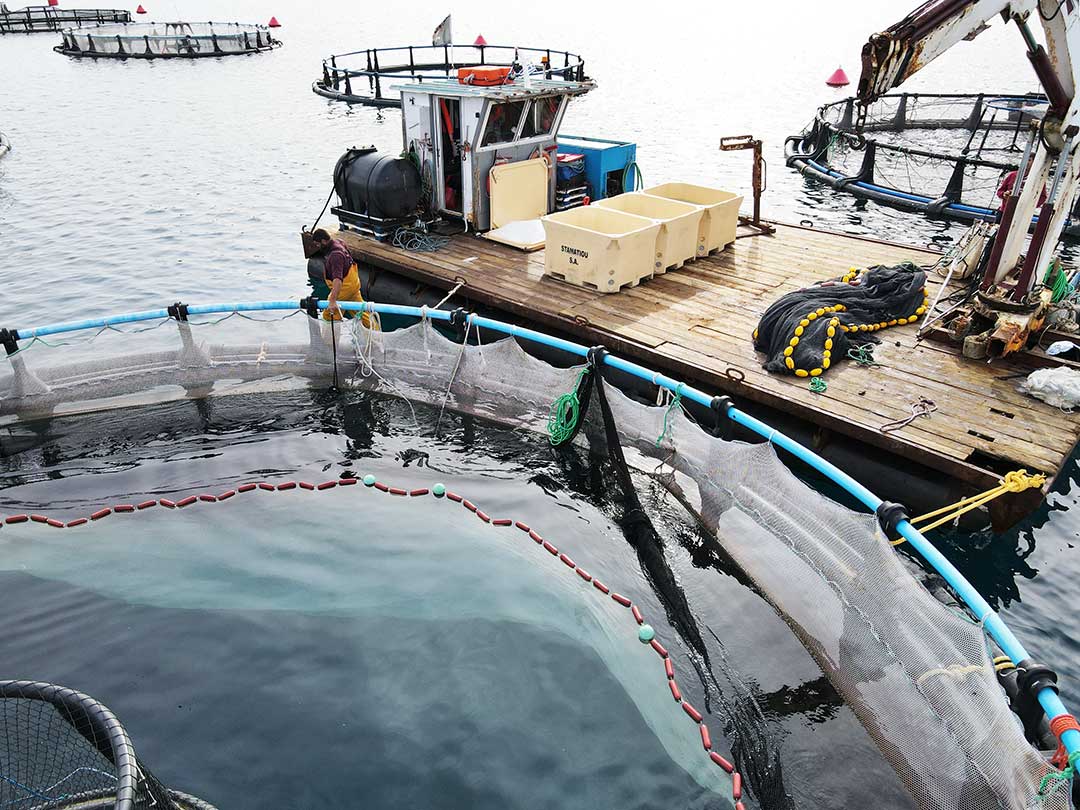 Read more about the article From Sea to Table: The Journey of Greek Farmed Fish