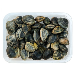 Large Clams